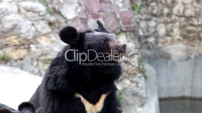 Himalayan bear wait for food in zoo