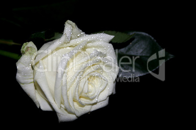 Rose mit Wassertropfen