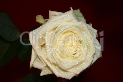 Rose mit Wassertropfen