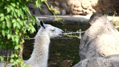 lama glama feed in zoo
