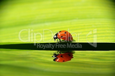 Marienkäfer wandert auf einem Blatt über dem Wasser