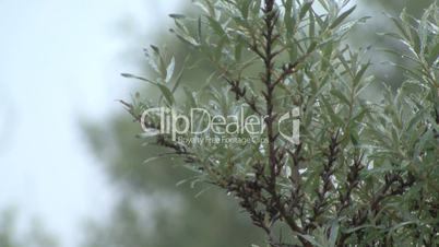 green bush wves in wind and rain