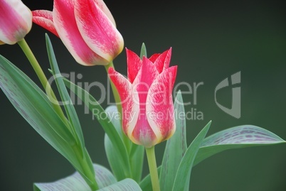 Schönheit der Tulpe