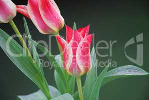 Schönheit der Tulpe