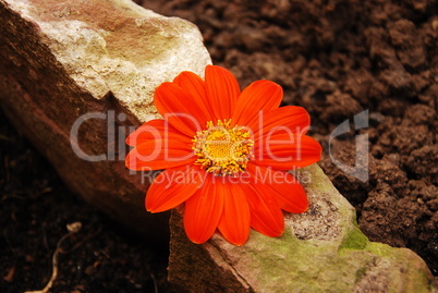 Blüte Orange auf der Mauer