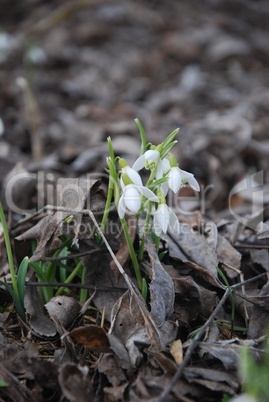 Schneeglöckchen