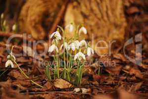 Galanthus nivalis, herzwirksam