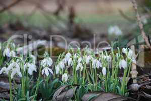 galanthus nivalis: VORSICHT giftig!