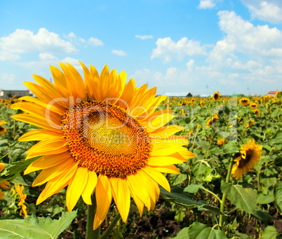 Sunflower field