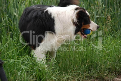 Australian Shepherd