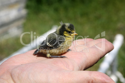 Vogel auf der Hand