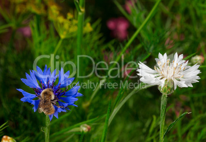 Cornflowers.