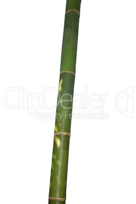 Der Bambus