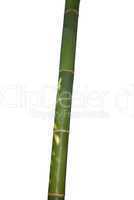 Der Bambus