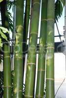 Bambus im Gewächshaus