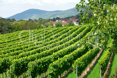 Weinanbau auf dem Land