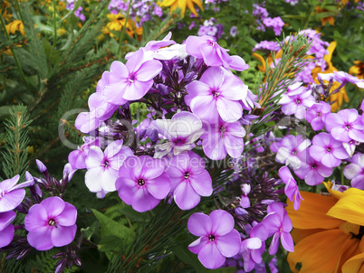 Purple and orange flowers