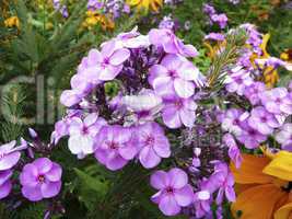 Purple and orange flowers