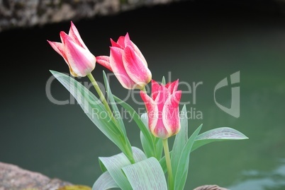 Einsame Tulpen am Wasser
