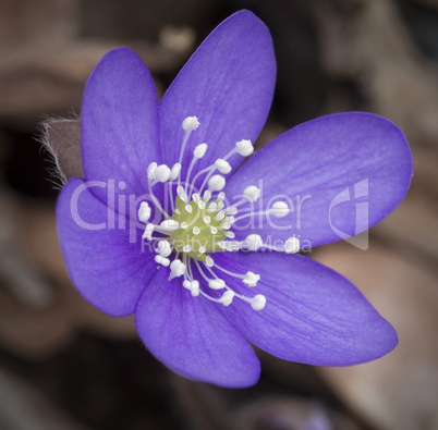 Blue springflower. Hepatica nobilis.