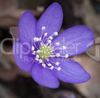 Blue springflower. Hepatica nobilis.