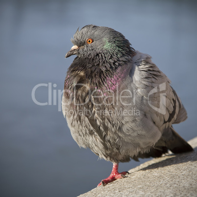 Feral rock pigeon.