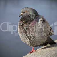 Feral rock pigeon.