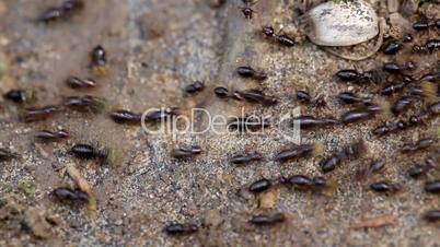 termites on ground