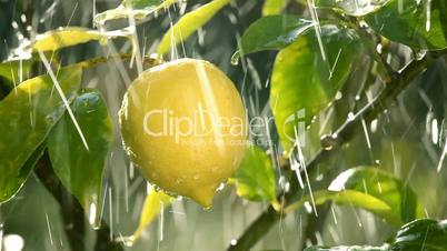 rain falling on lemon fruit