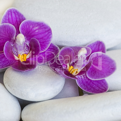 Orchidee und kiesel