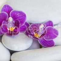 Orchidee und kiesel