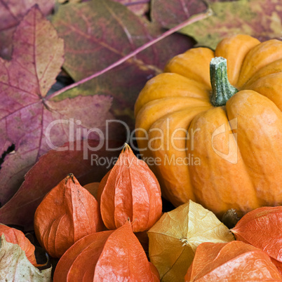 Herbst Stilleben