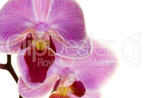 Orchidee