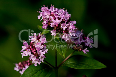 Wilder Dost (Origanum vulgare)