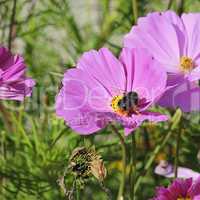 blüte mit hummel 9