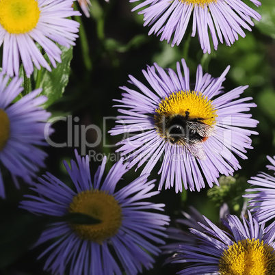 margeritenhummel