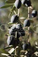 Bunch of Olives