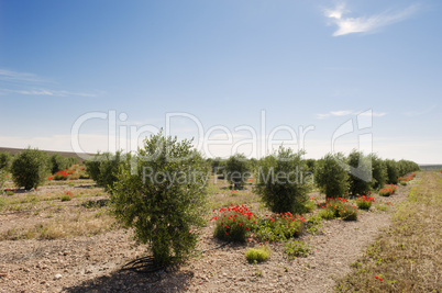 Olive grove