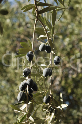 Bunch of Olives