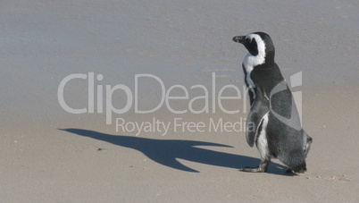 Pinguin am Strand mit Schatten