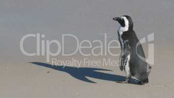 Pinguin am Strand mit Schatten