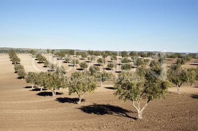 Olive grove