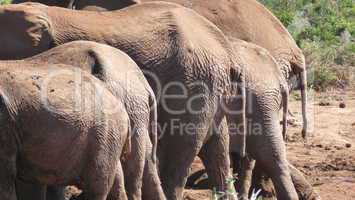 Elefantenherde von hinten