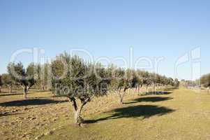 Olive grove