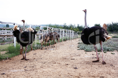 Ostriches