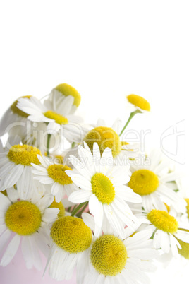 Chamomile