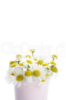 Chamomile