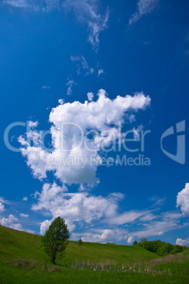 Tree in the meadow