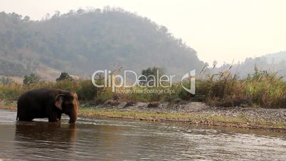 Elefant beim Baden im Elephant Nature Park, Thailand