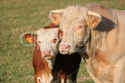 Calf and mother cow together